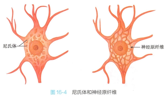 神经元的结构