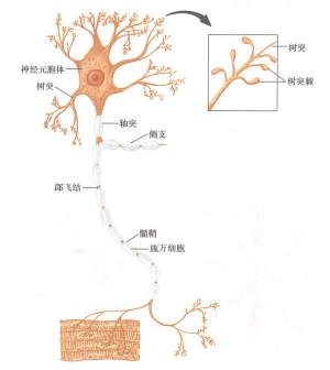 神经元的结构