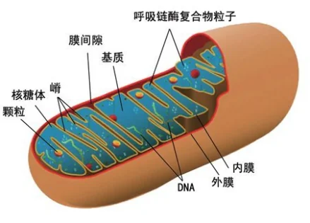 线粒体内膜