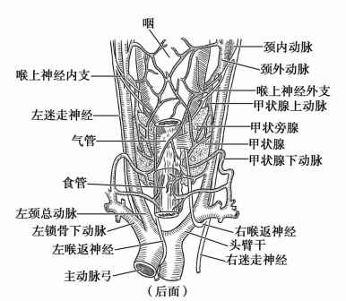 甲状腺解剖（背面）